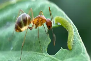 蚂蚁寿命