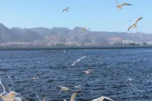海鸥为什么跟着轮船飞